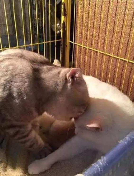 Reaksi Bapa Kucing Ini Sangat Menyentuh Hati Ramai Netizen 
