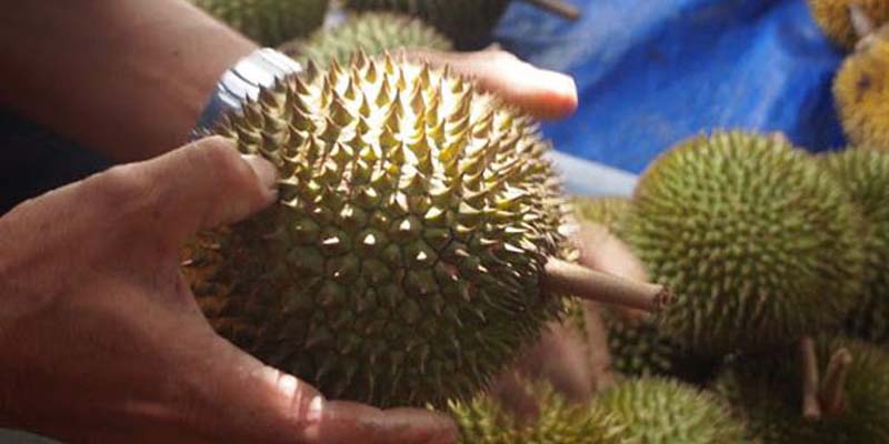 tips untuk memilih buah durian