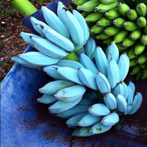 pisang biru