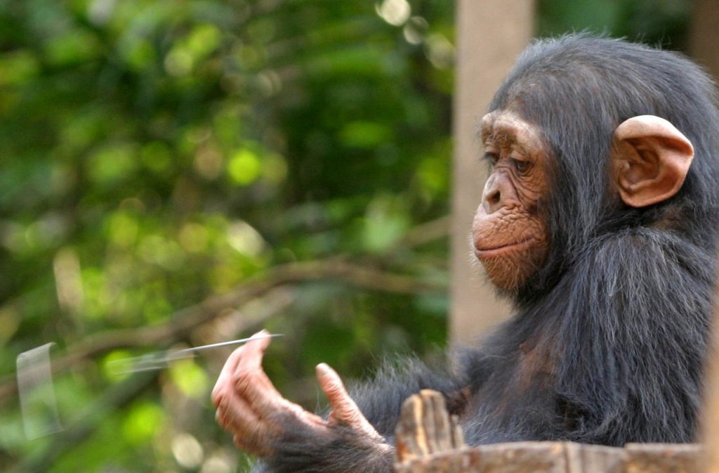 haiwan cimpanzee