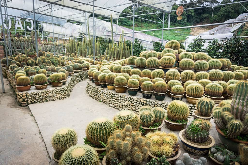 cactus-valley-park