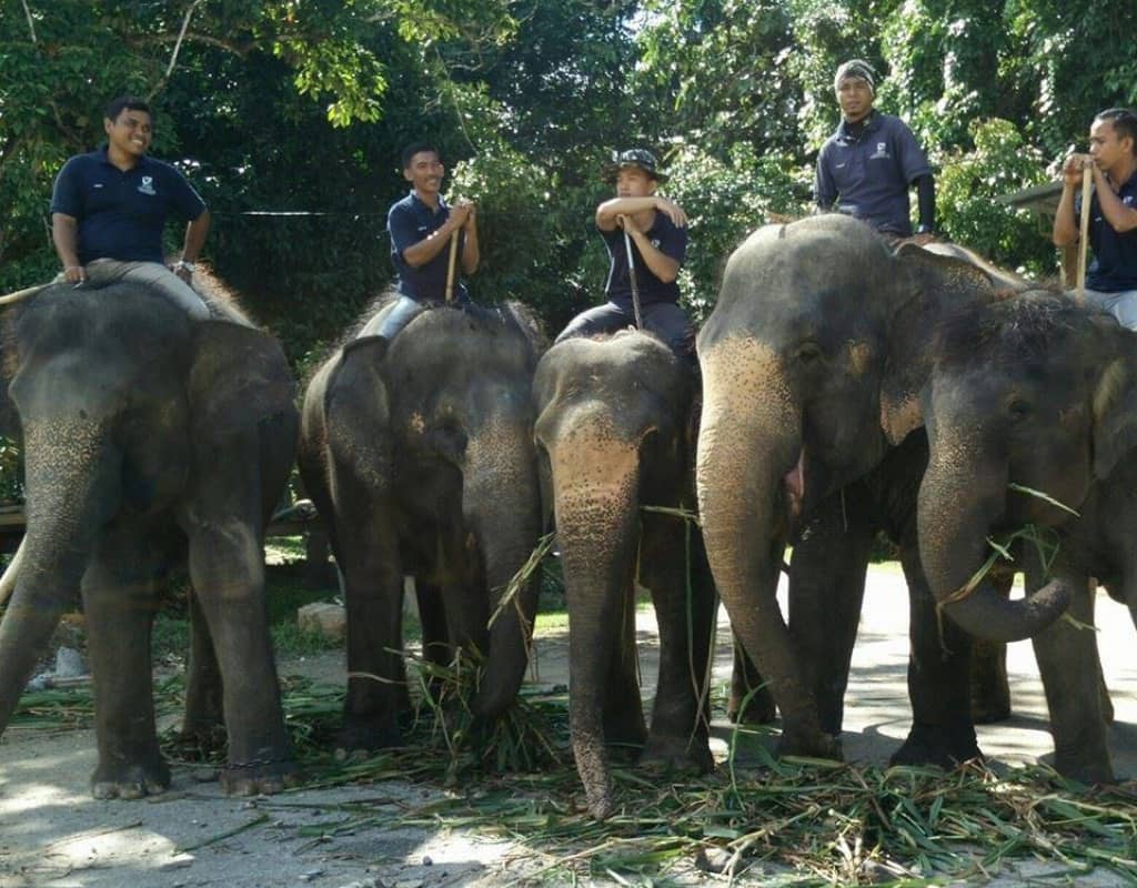 Kuala Gandah National Elephant Conservation Centre 