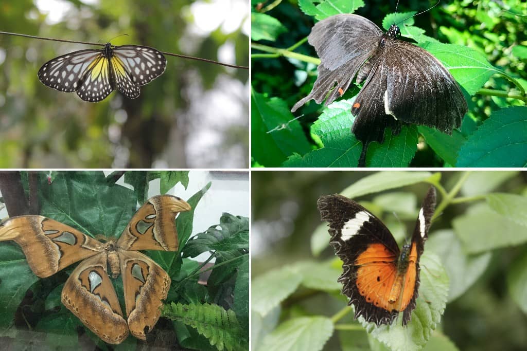 Kipandi Butterfly Park