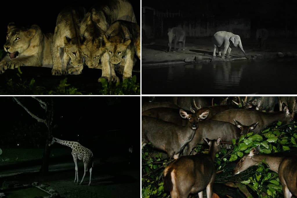 Night Safari Zoo Taiping
