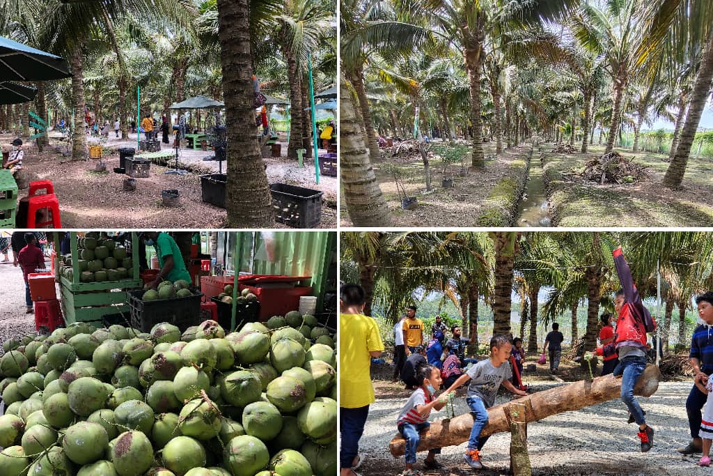 Sekinchan Coconut Farm