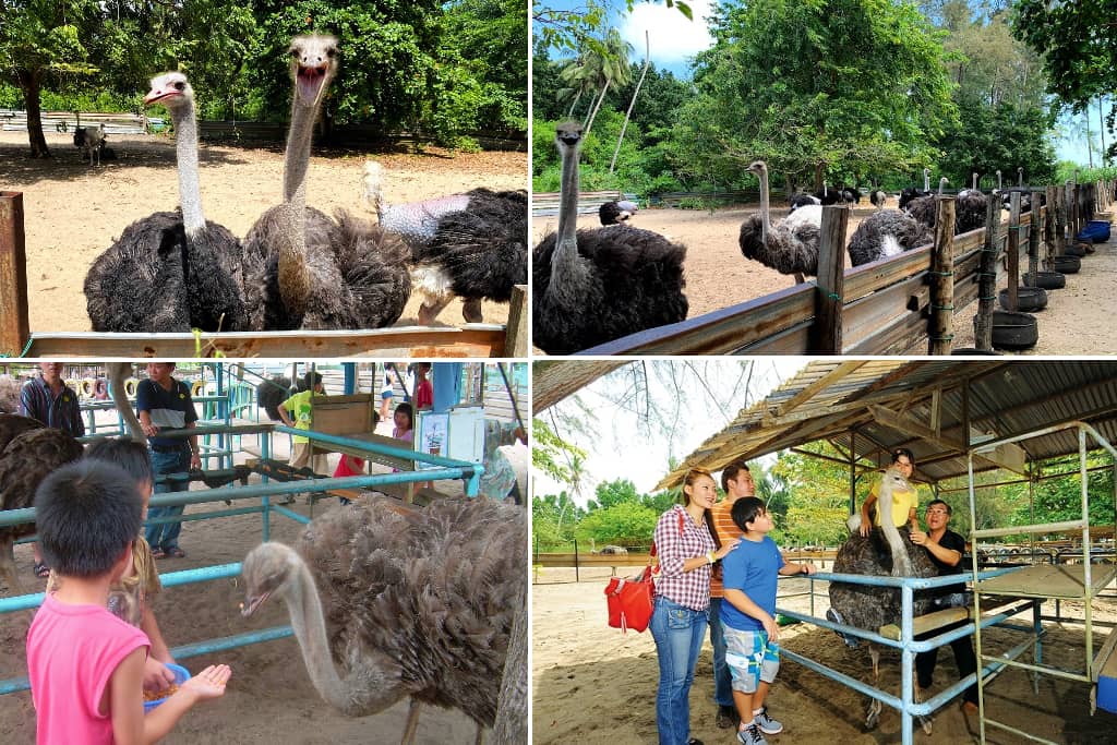 ostrich farm desaru