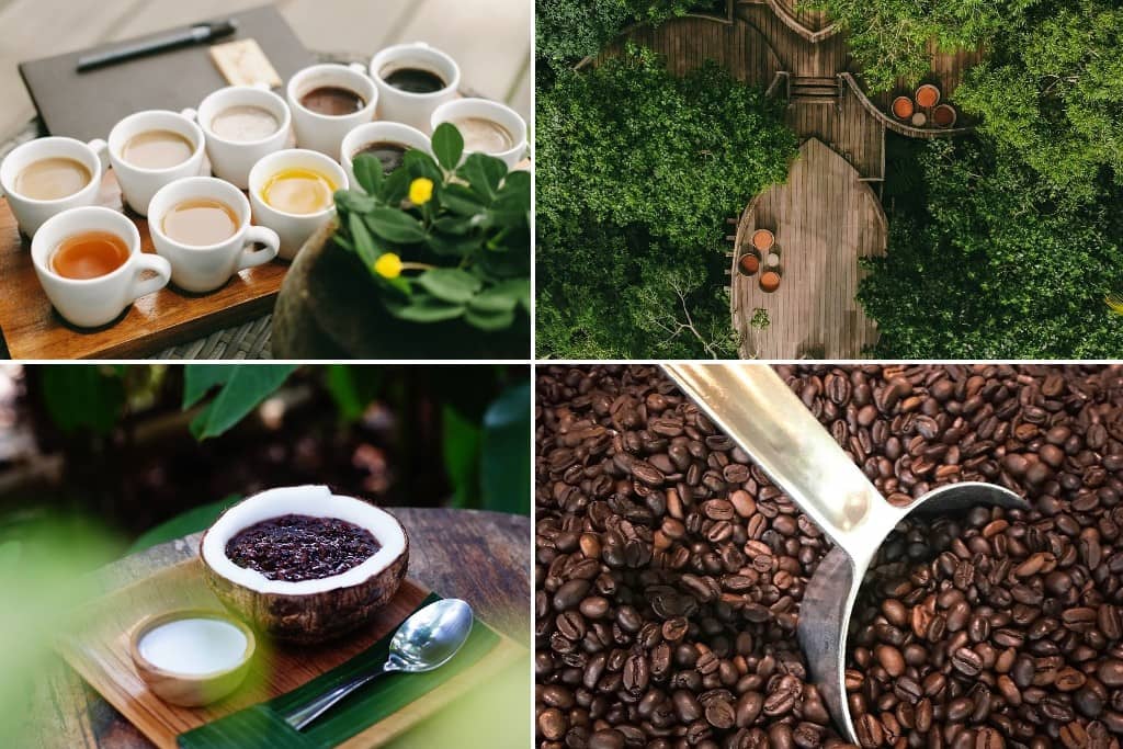 Coffee Plantation Bali Pulina