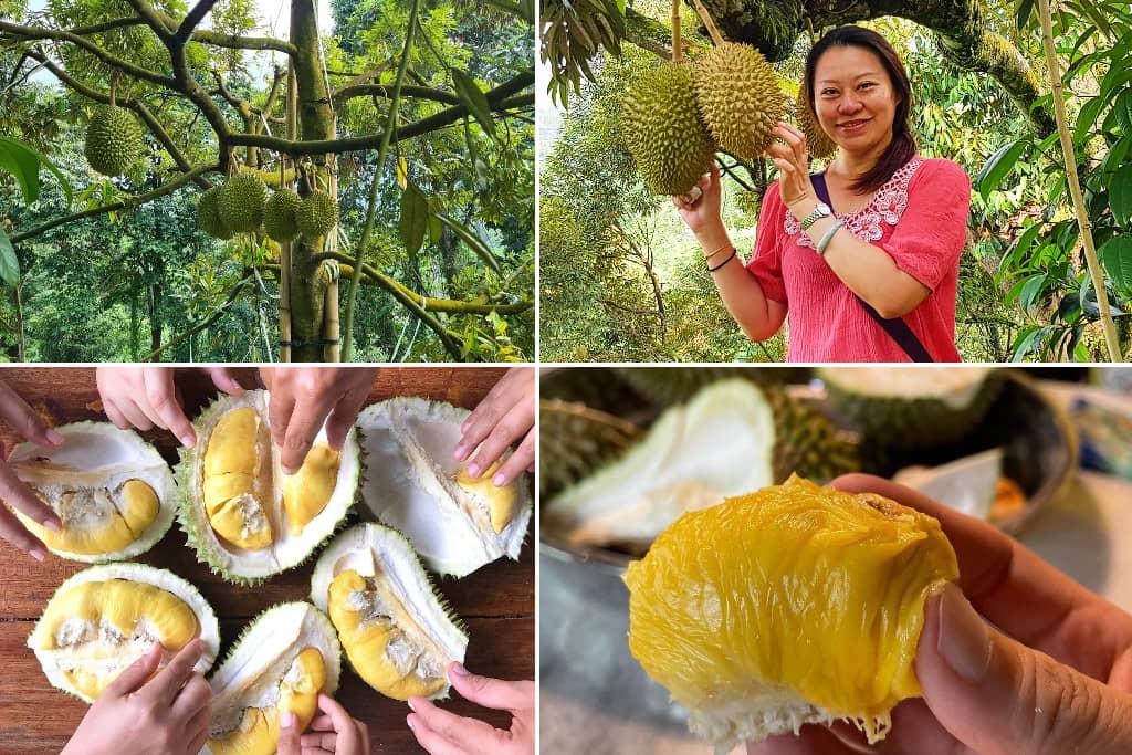 Tempat menarik di Bentong Pahang: Jimmy’s Durian Orchard