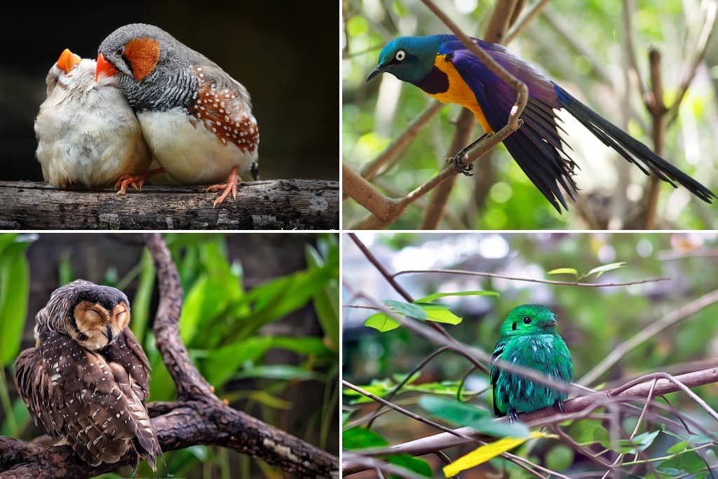 Tempat menarik Seberang Perai -Taman Burung Pulau Pinang