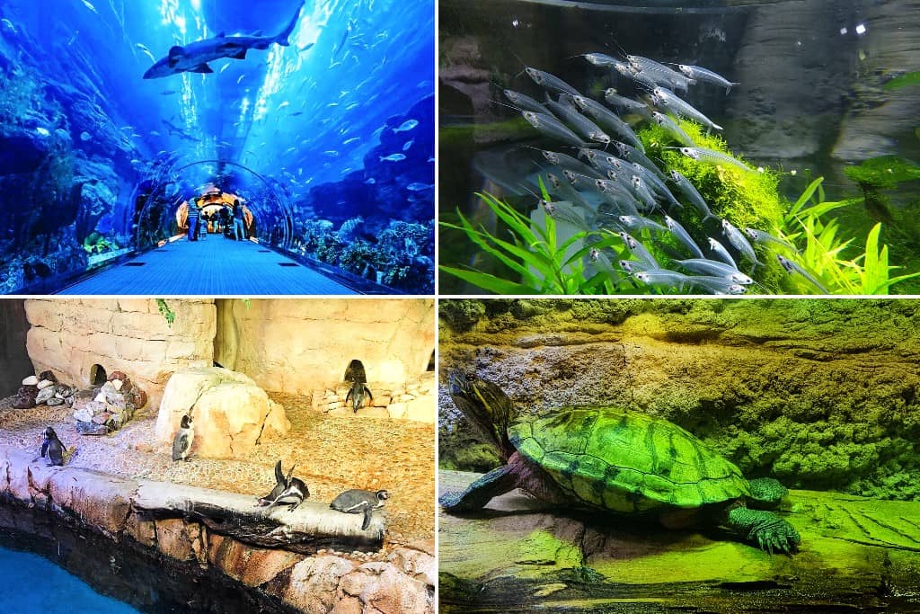tempat menarik di dubai - Dubai Aquarium & Underwater Zoo