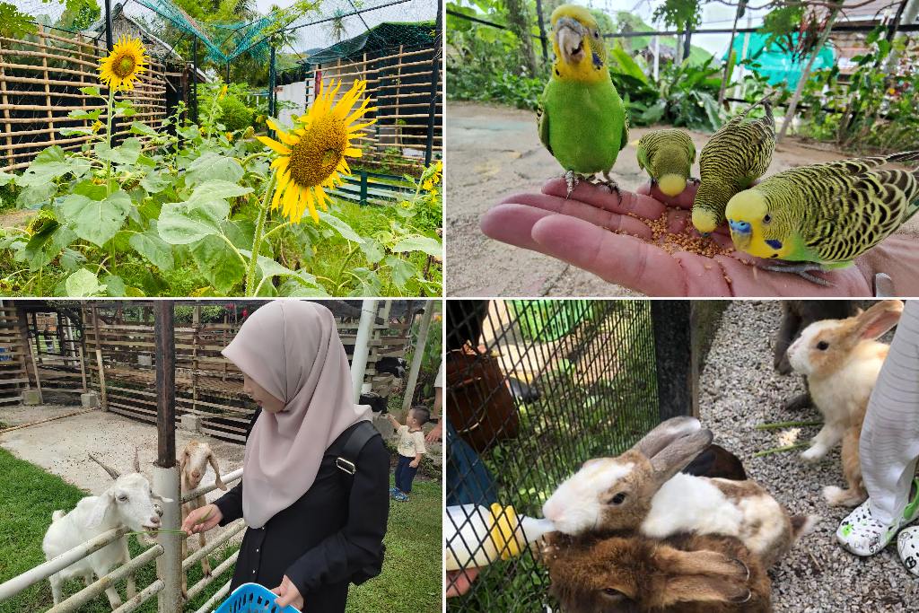 mini zoo audi farm penang