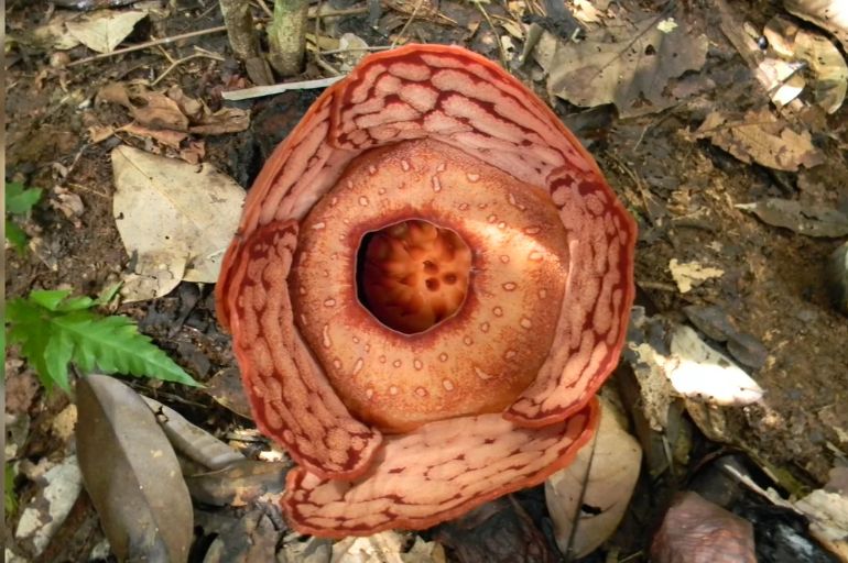 Pengalaman Rafflesia Trekking di Ipoh
